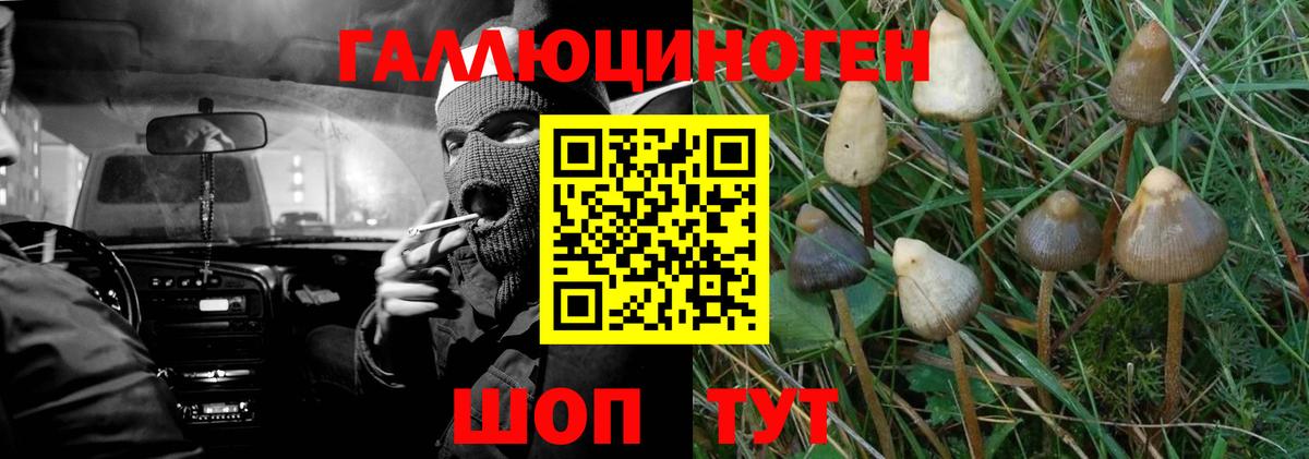 Псилоцибиновые грибы GOLDEN TEACHER Реутов